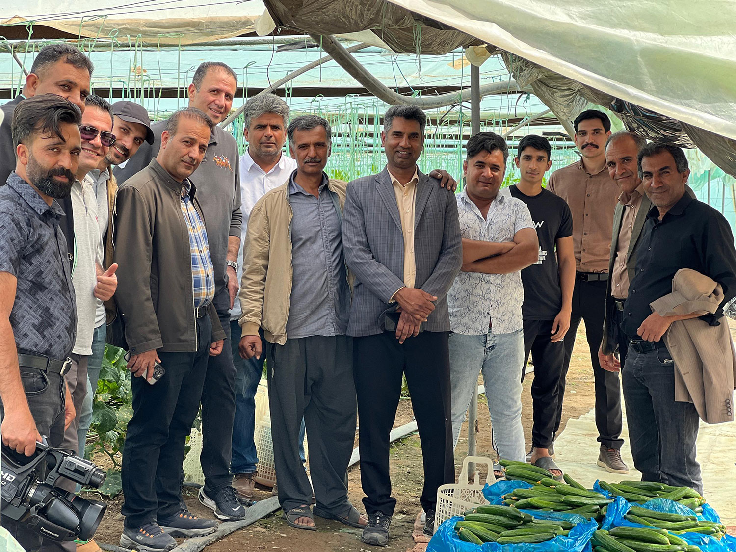 گردهمایی تخصصی کیمیا خاک فلات سبز در جنوب کرمان؛ معرفی ارقام خیار گلخانه‌ای MT-110 و MT-720