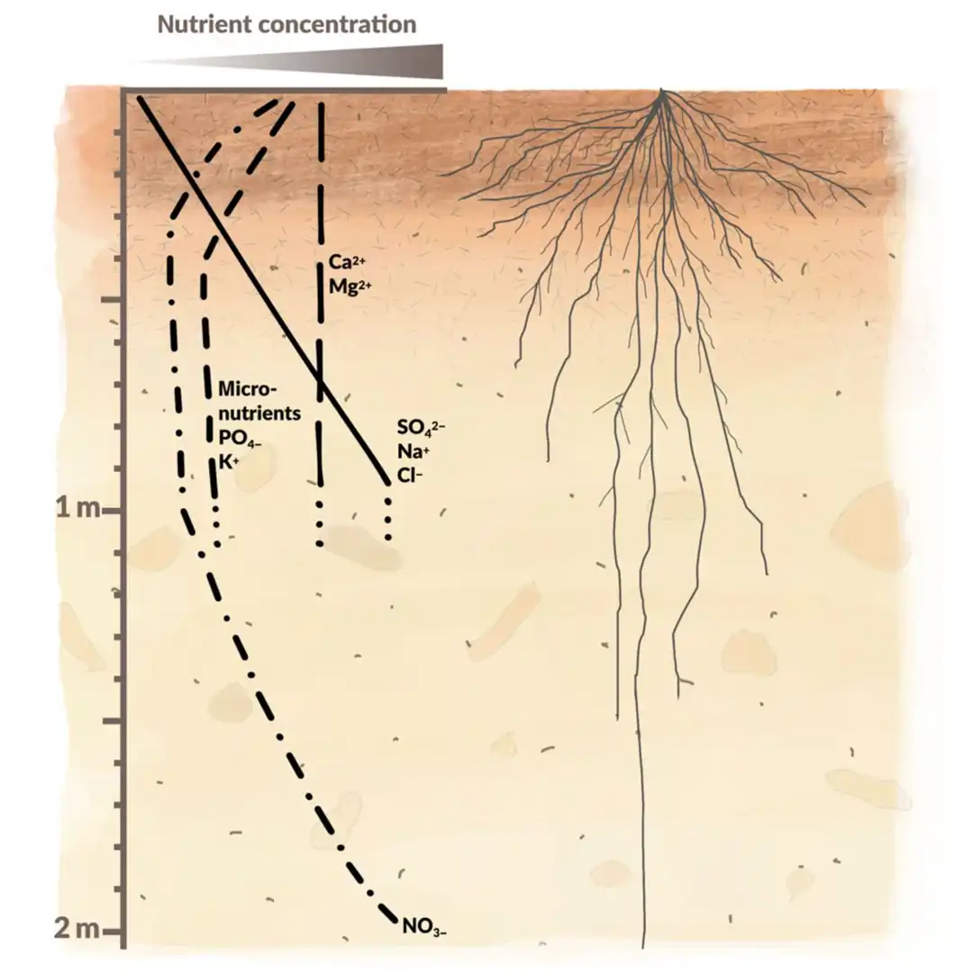 Nutrient distribution across the soil profile 