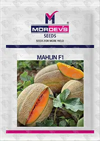 MAHLIN F1